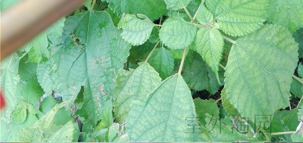 Tưới nước bằng khí nén có thể tưới vườn có thể tưới nước làm vườn cung cấp máy phun nước đa thịt vòi tưới cây phun sương