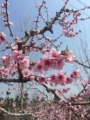 沂蒙山桃花园