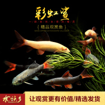 Aquarium Township] Rainbow Shark Pink Shark Red Tail Black Shark Fish Tank Tool Fish Algae Eating Black Hair Algae Brown Algae