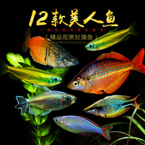 Golden second line Congo tropical ornamental fish Apple electric light pigeon stone mermaid yellow tail Congo flag live fish