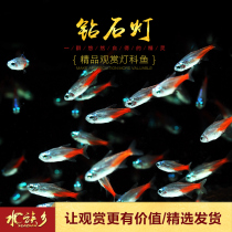 Aquarium Township] Diamond lamp freshwater grass carp tank red lotus neon As wave fish swim small lamp fish live
