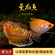 Manlana small tropical ornamental fish yellow mansaurus blue Wanlong without oxygenation training freshwater fish tolerance