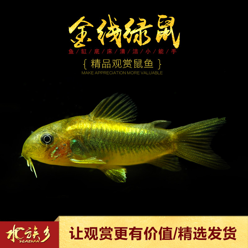 Gold Line Green Rat South American wild F1 Gold line Gold line Green line Green small mouse fish Ornamental pet benthic fish Live rat fish