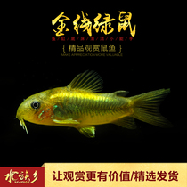 Golden thread Green rat South America wild F1 gold thread Gold Green Line Green little mouse fish ornamental pet benthic fish live rat fish