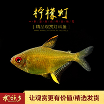 Aquarium township] Lemon lamp water plant tank group swimming effect is good South American small lamp fish yellow tropical ornamental live fish