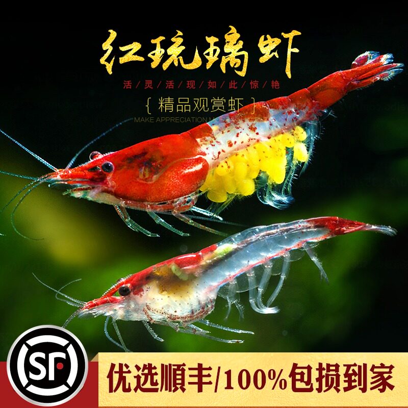 Red glazed shrimp water grass fish tank aquarium algae removal pet living tropical freshwater ornamental tool small rice shrimp