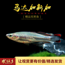 Aquarium Township] Madagascar African silver fish Madagascar rainbow fish upper group swimming ornamental fish