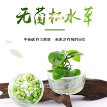 Aquarium town sterile cup water grass landscaping Flamingo small Wendy digging ear mini ox hair fork flower water Banyan prospect grass