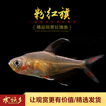 Pink flag grass tank tropical ornamental fish pet fish dream glass pink hook pull flag small freshwater fish live