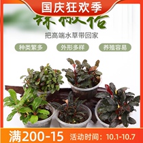 Pepper Banyan Banyan purple velvet Xindan Xinjia needle rare pepper grass blue elf water Banyan plant Live