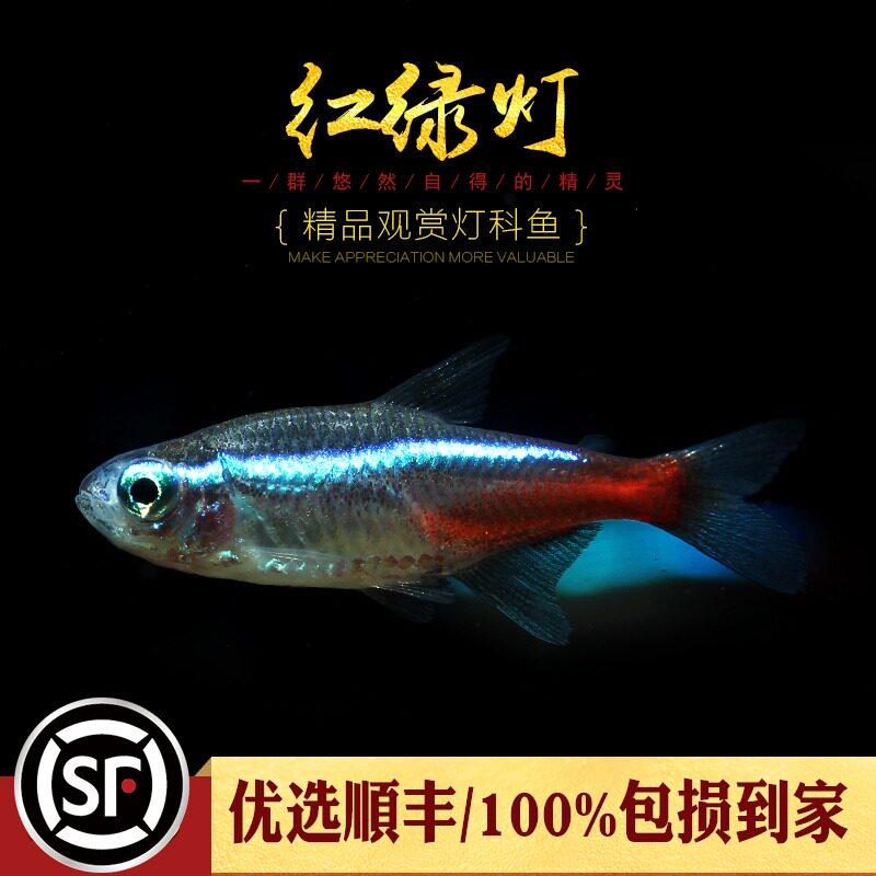 Aquatic Township] Traffic Lights Freshwater Grass Tank Small Group Swim Tropical Ornamental Lamp Fish Neon Red Lotus Lantern Fish