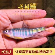 Long-finned laplace cold water aquarium fish Native fish Wide-finned Zhejiang Yunnan Low-line Ma Kou laplace cold-resistant free-heating living body