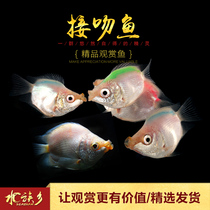 kiss fish cute kiss kiss mouth ornamental fish aquarium tropical lover peach blossom kiss fish send men and women gifts