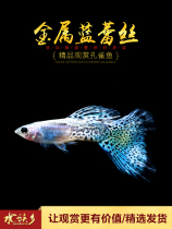 Aquarium Township] Metal Blue Lace Pure Bred Heavy Metal Yellow Lace Blue Lace Tropical Fish Small Tropical Guppies