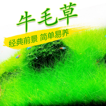Fish tank landscaping foreground grass real water grass authentic mini cow felt sterile cup climbing cow hair lawn live water grass