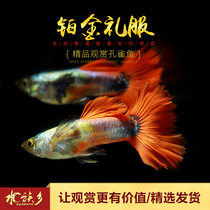 Aquarium Township] Platinum dress imported small red-tailed platinum butterfly wing Big Ear purebred Guppy live fish
