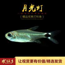 Big sail Moonlight fish South America imported small group tour novice easy to raise aquatic grass fish tank living pet ornamental fish