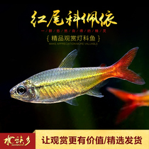 Red-tailed green South American fish with clothing rare high-end lantern family fish grass tank swimming neon fish live