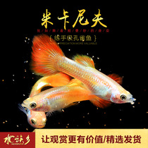 Aquarium Township] Mikani red-tailed dress gold powder dress guppies small tropical ornamental fish live fish