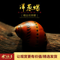 Onion snail Tropical fish tank Aquarium Ornamental pet Algae removal snail Scraping moss tool snail Aquatic plant tank cleaning living body