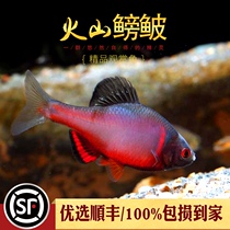 shui zu xiang Southwest volcano pang pi volcano subcutaneous xi lin China pang pi freshwater ornamental living cold water Native Fish