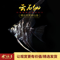 Aquarium Township] Yunshi fairy long tail marble small fairy fish ink swallow fish tropical ornamental fish aquatic tank living