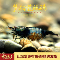 Dream blue glass shrimp grass tank pet freshwater rice shrimp ornamental shrimp Red crystal big glass algae removal tool shrimp live