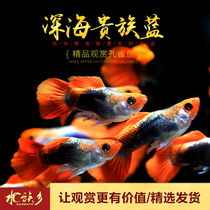 Deep sea aristocratic blue ball red head Brazil red fan folding fan dress small guppy high-end boutique viviviparous fish