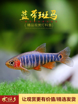 Blue band zebrafish red belt zebra water tank group swimming small lantern fish Blue Belt zebra horse tropical fish live
