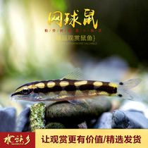 Aquarium Township] Tennis rat Thailand imported tool fish cleaning fish tank residual bait lively and docile reticulated mouse fishnet