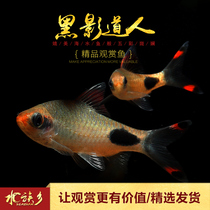 Dark shadow Taoist aquarium group swimming King tropical ornamental fish rainbow one eyebrow Taoist non-purple two-point crucian carp living