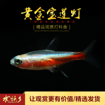 Golden Lotus Lantern white seed albino Baohua Baolian lantern small wild freshwater tropical fish Aqua grass fish tank swimming live fish