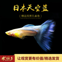 Aquarium Township] Japan Sky Blue Boutique Guppies Small Tropical Ornamental Tail Dress Living Thoroughbred Fish