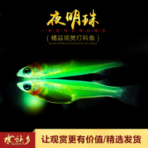 Aquarium Township] Night Pearl Gene Fish Green Fluorescent Medaka Fluorescent TK-1 Aquatic Tank Ornamental Lantern Fish Living Body