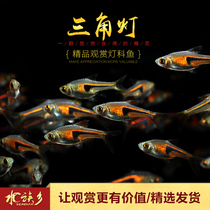 Aquarium Township] Golden Triangle lamp ornamental triangle purple orchid Small triangle water plant tank small lamp fish Tropical fish