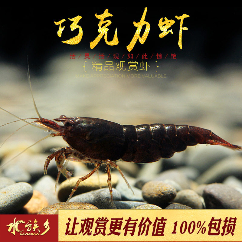 Chocolate shrimp aquarium small freshwater ornamental shrimp fish tank pet shrimp tool chocolate cold water rice shrimp live