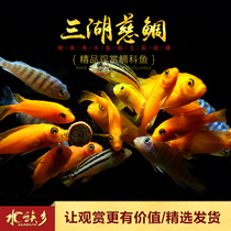 Three lakes cichlid miscellaneous carving African lightning prince Second line Phoenix snow red special blue zebra snow carving live carving fish