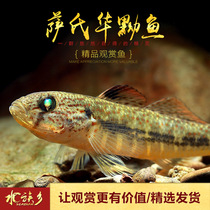 Aquarium Township] Sas Hua Sas Hua Yo native cold water fish ornamental fish do not need to be warmed small fish non-shrimp Tiger