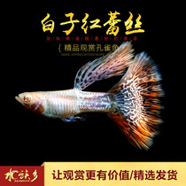 Aquarium Township] White seed metal red lace purebred eye metal red lace Snake Lace Phoenix-tailed Guppy