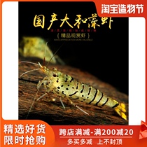 Aquarium township] Domestic big river algae white whisker star shrimp Yamato bath shrimp grass tank algae removal weapon comparable to Yamato