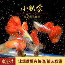 Aquarium Township] Small titanium red-tailed platinum dress red-tailed Guppy small tropical viviparous ornamental fish live
