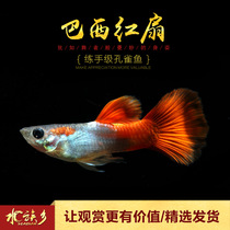 Aquarium township] Brazilian red fan guppie small tropical freshwater ornamental fish tank live pet Pleated fan phoenix tail