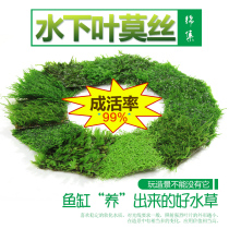 Aquarium Township] Moss Daquan small triangle phoenix tail antler Moss beautiful Phoenix Fern Crystal Moss true underwater grass