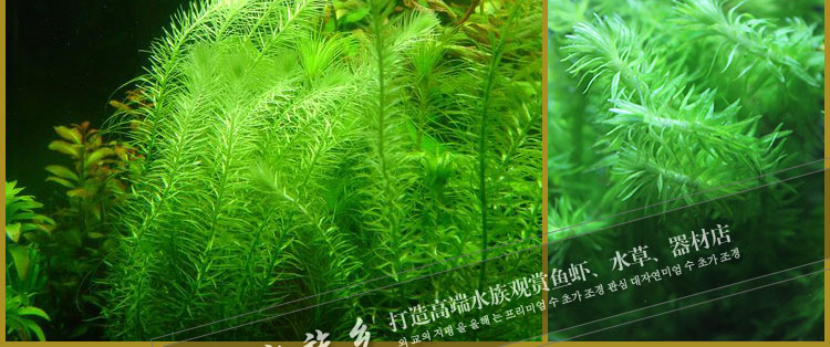 水族乡 绿松尾绿尾松水草鱼缸中后景造景常见水下草新手易种植 明日涨价 后景 水族 鱼缸 水草 水下途虎网 水族乡 绿松尾绿尾松水草鱼缸中后景造景常见水下草新手易种植 明日涨价 后景 水族 鱼缸 水草 水下途虎网