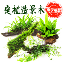 Aquarium Township] Sunken Wood planting Brocade set size triangle Moss phoenix tail moss fine leaf Iron Crown black wood fern sunken wood