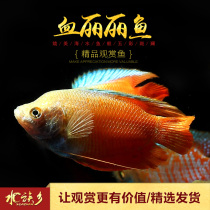 Colorful Lili fish small tropical ornamental fish colorful red blue Lili grass tank fish Pearl vest live