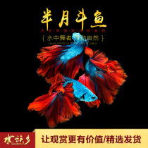 Aquarium Township] Half-Moon Betta imported purebred Thai horsetail lion general race freshwater ornamental fish live