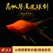 Leather ball sword boutique big sail round leather ball sword high sail Red Sword tropical viewing pet fish oil film Small fish live