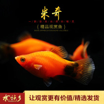 Little Mickey fish novice Chuang tank freshwater ornamental water grass fish tank three-color peony moonlight red Mickey small fish live