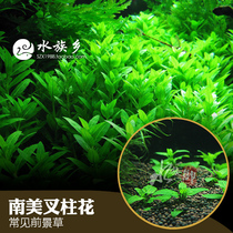 Aquarium Township] Prospect water quality authentic South American fork pillar flower fork column green leaf willow fish tank landscape recommendation